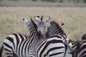 club Wildelife - Zebra